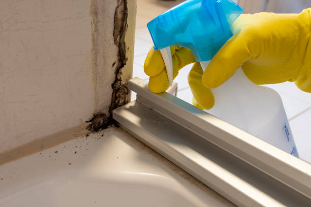 Attic Mold Removal in Whiteman Af, MO