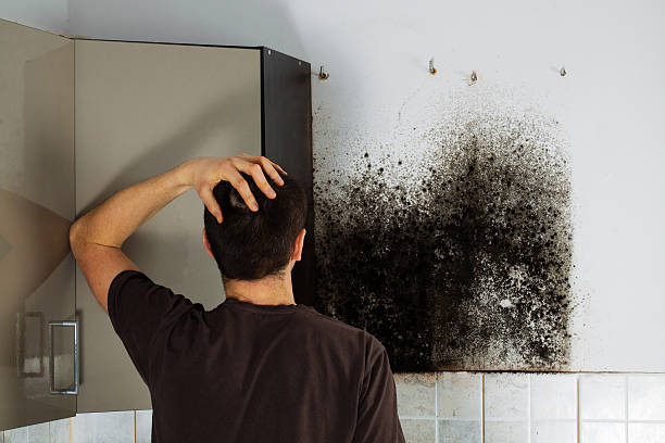 Best Emergency Mold Removal  in Whiteman Af, MO