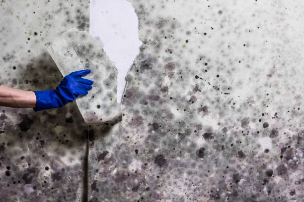 Best Mold Testing  in Whiteman Af, MO