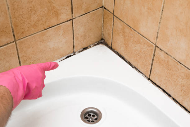 Best Commercial Mold Removal  in Whiteman Af, MO